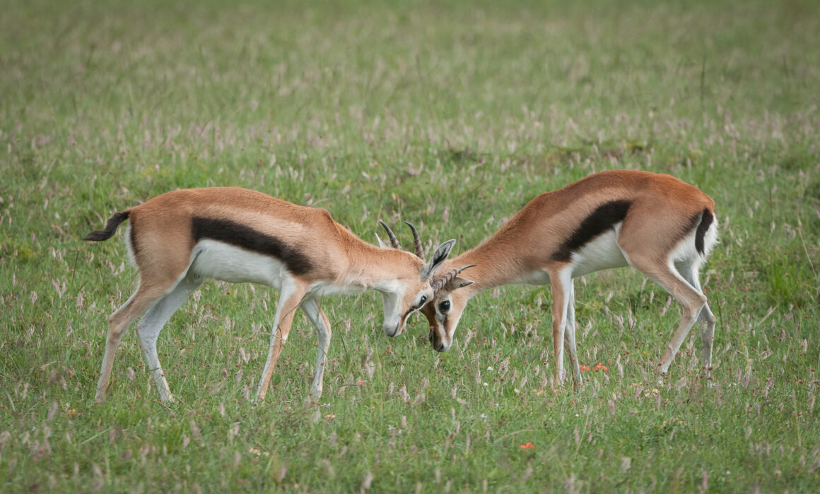 Gazelles at Play, Olare Orok Conservancy, Masai Mara, Kenya