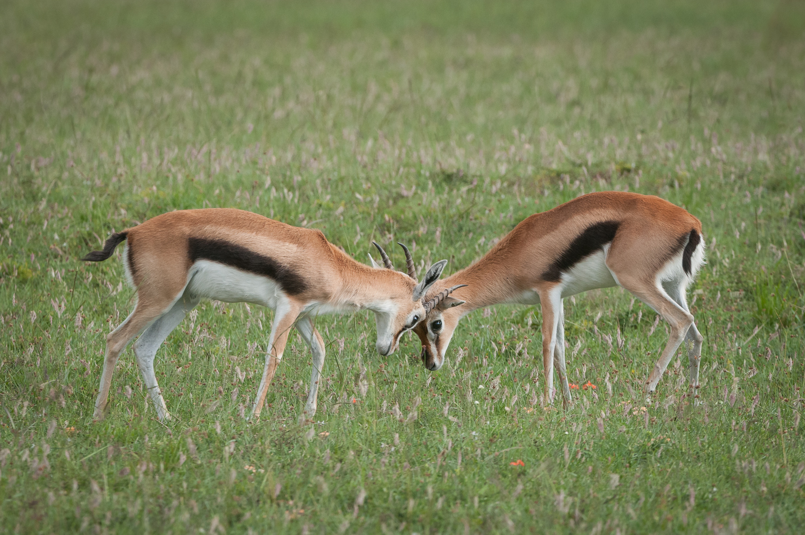 Gazelles at Play, Olare Orok Conservancy, Masai Mara, Kenya