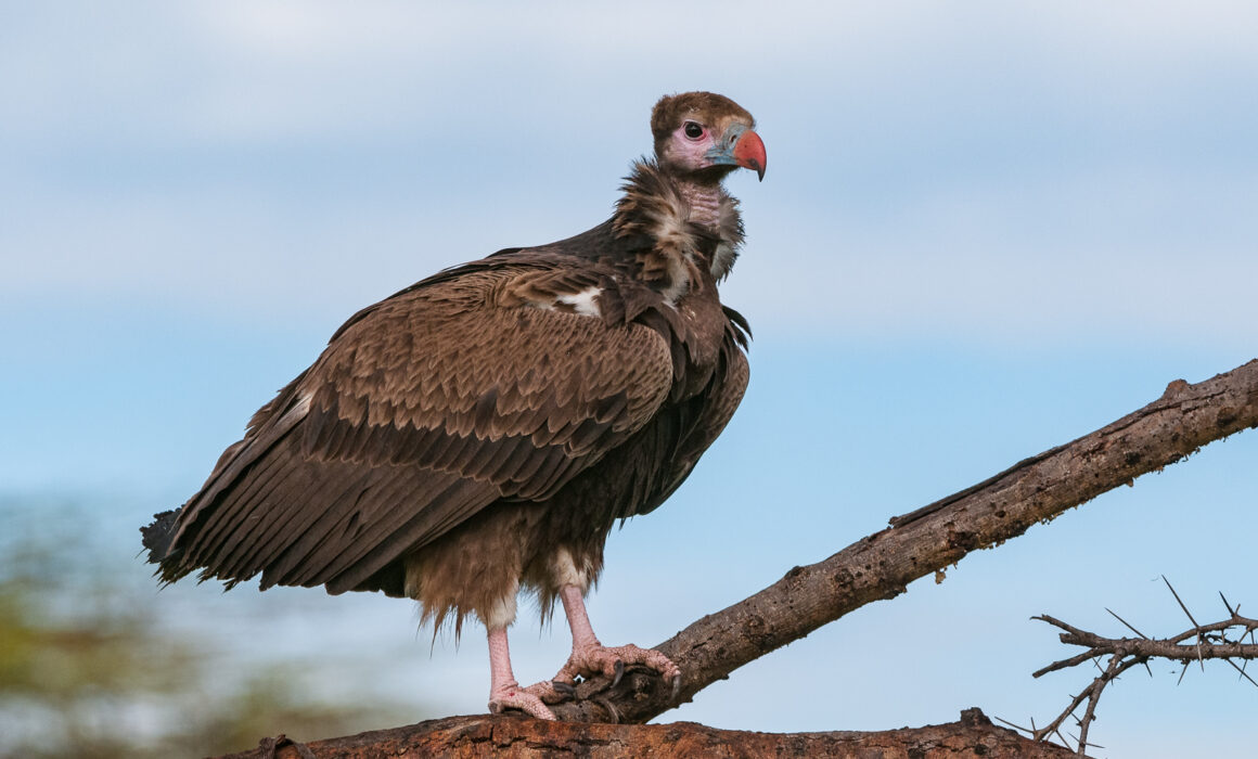 White-Headed Vulture, Masai Mara, Kenya