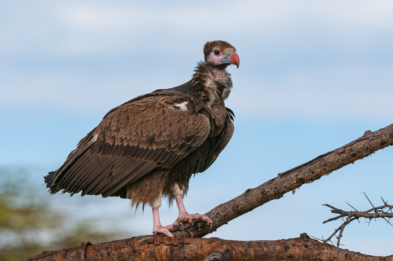 White-Headed Vulture, Masai Mara, Kenya