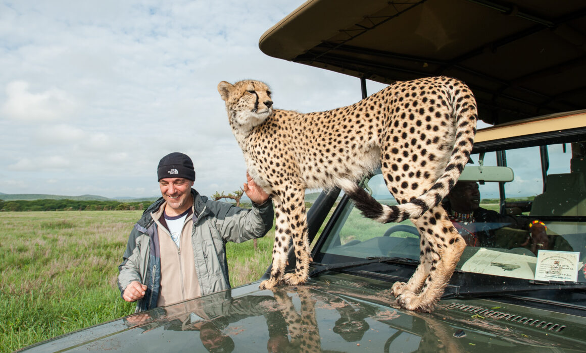Rescued Cheetah, Lewa, Kenya
