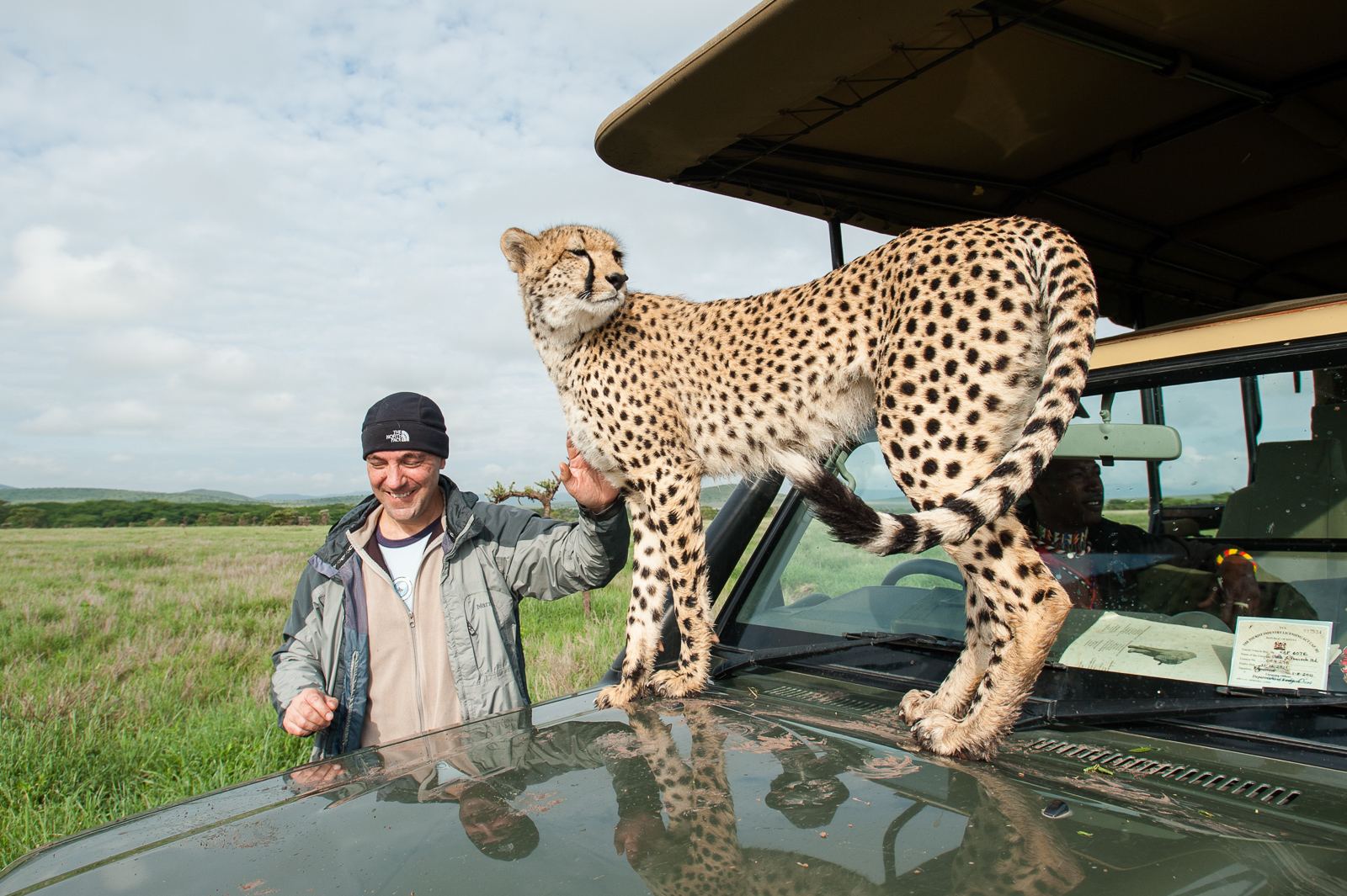Rescued Cheetah, Lewa, Kenya