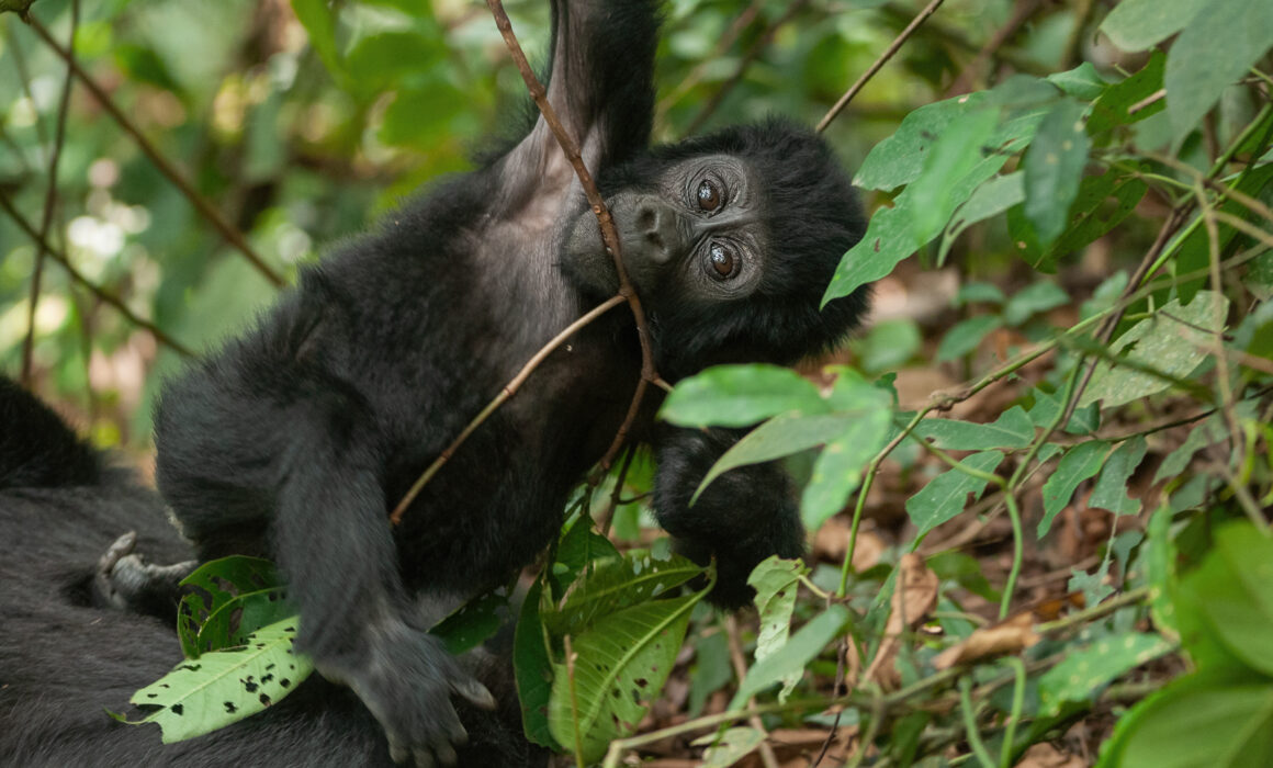 Baby Mountain Gorilla, Bwindi National Park, Uganda