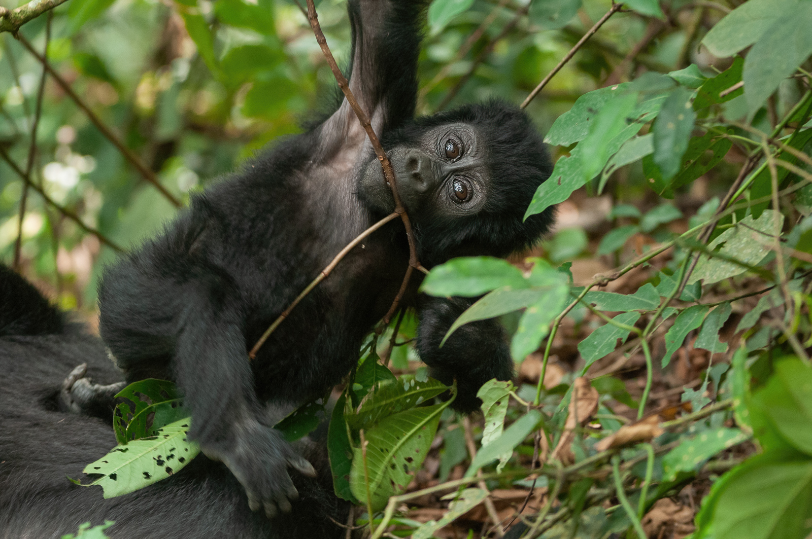 Baby Mountain Gorilla, Bwindi National Park, Uganda