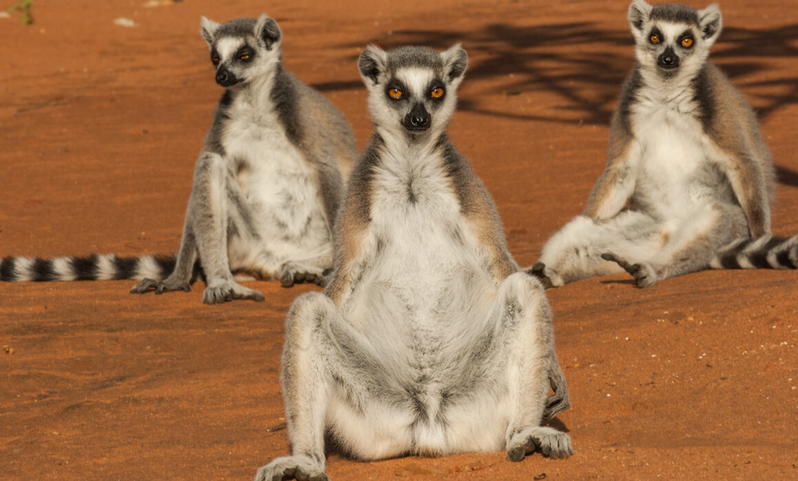 Ring-Tailed Lemurs, Berenty Reserve, Madagascar