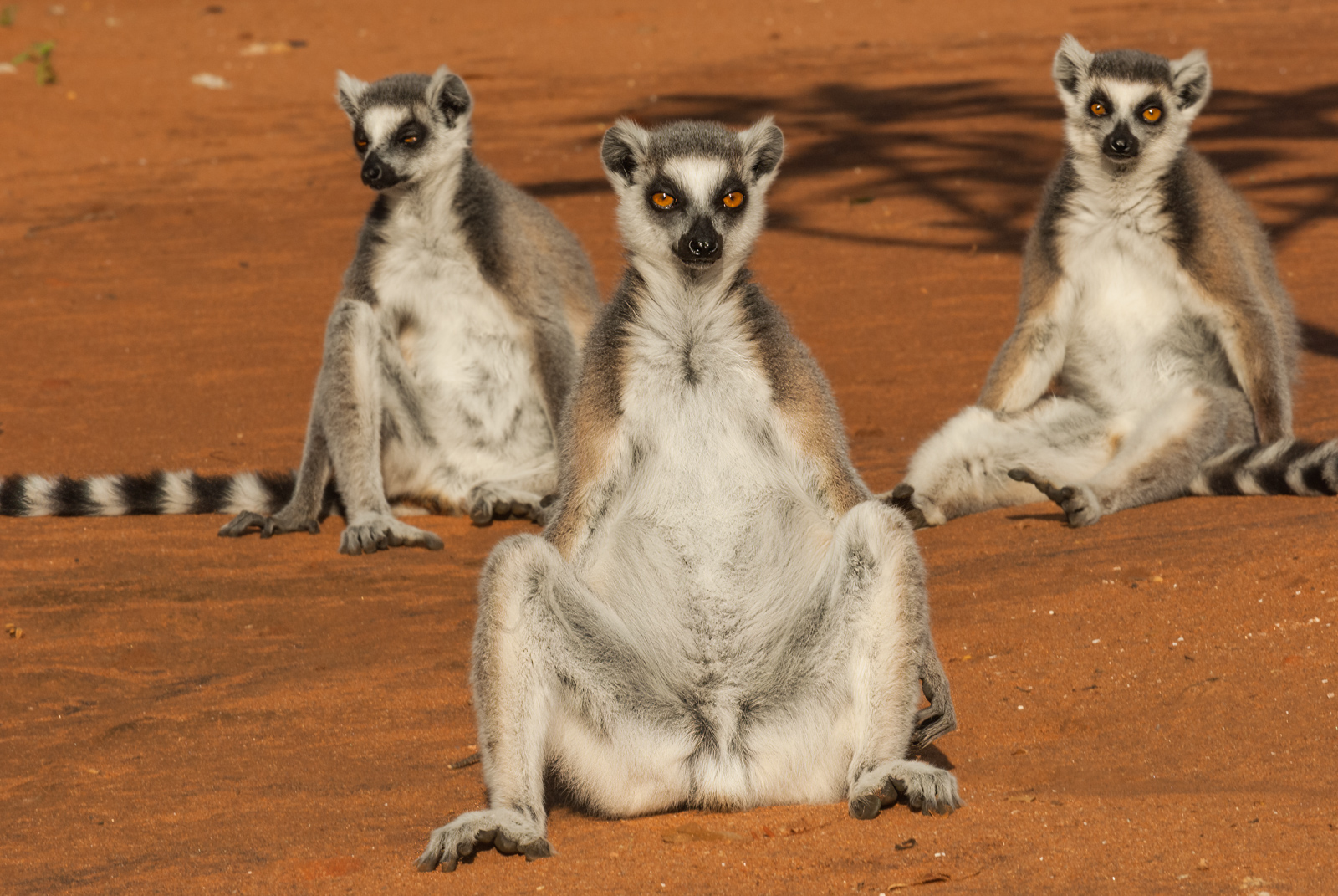 Ring-Tailed Lemurs, Berenty Reserve, Madagascar