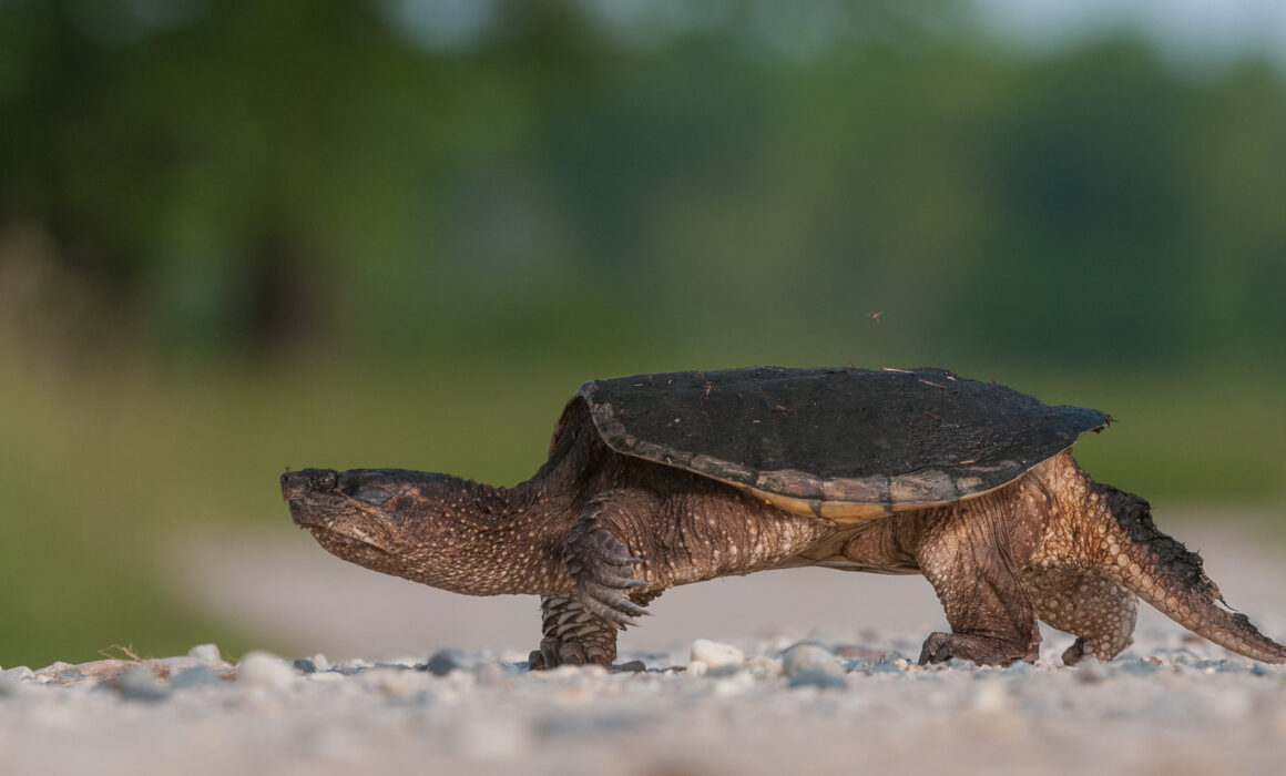 Snapping Turtle, Bombay Hook National Wildlife Refuge, Delaware