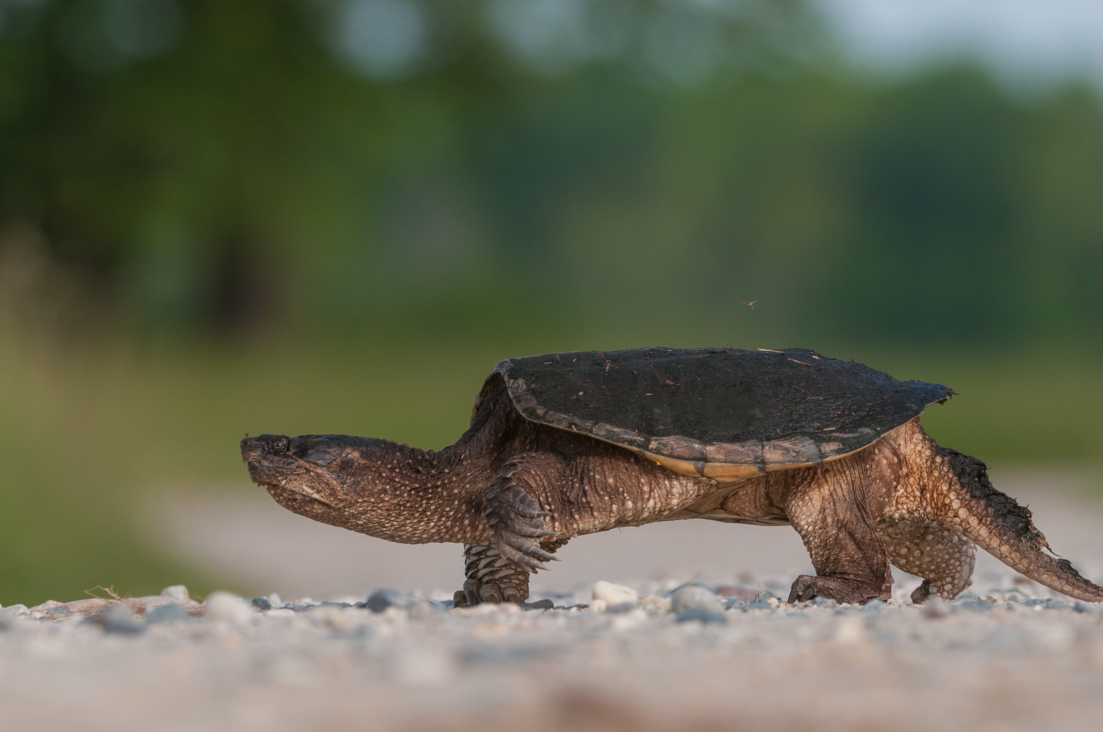 Snapping Turtle, Bombay Hook National Wildlife Refuge, Delaware