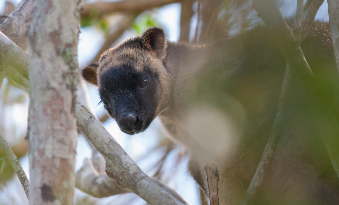 Lumholtz's Tree Kangaroo, Yungaburra, Australia