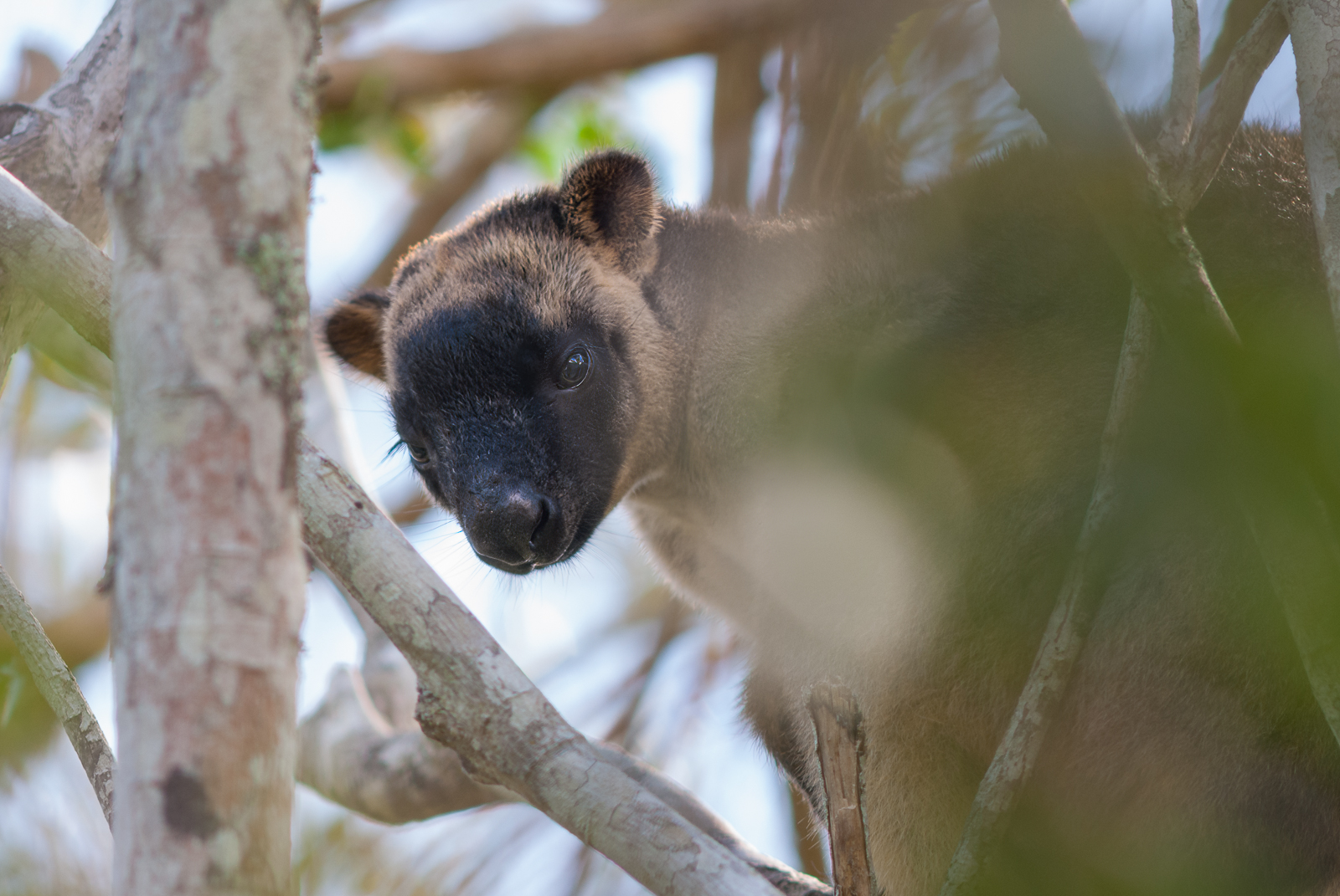 Lumholtz's Tree Kangaroo, Yungaburra, Australia