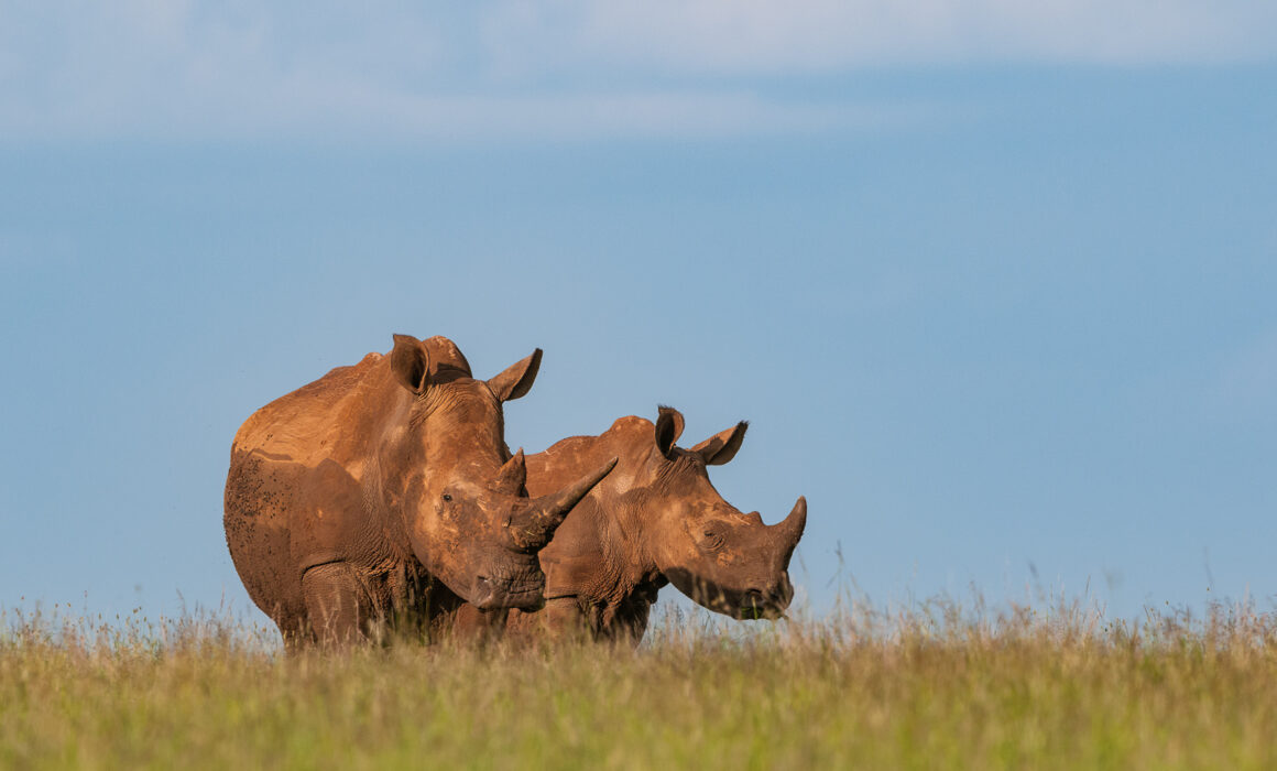White Rhinoceros, Lewa Wildlife Conservancy, Kenya