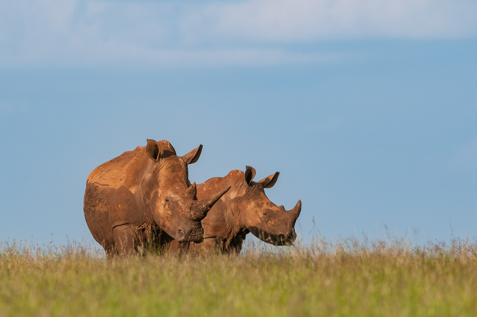 White Rhinoceros, Lewa Wildlife Conservancy, Kenya