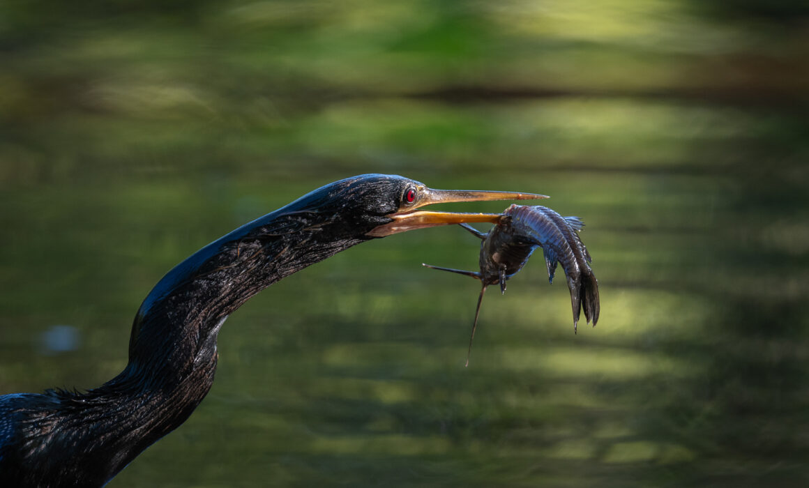 Anhinga with Catfish, Southwest Florida