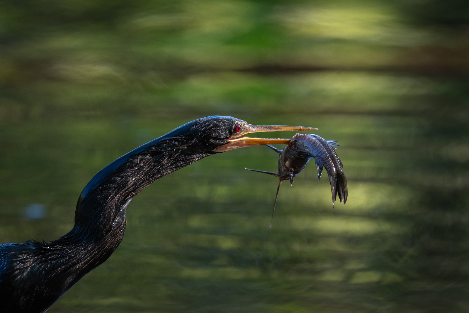 Anhinga with Catfish, Southwest Florida