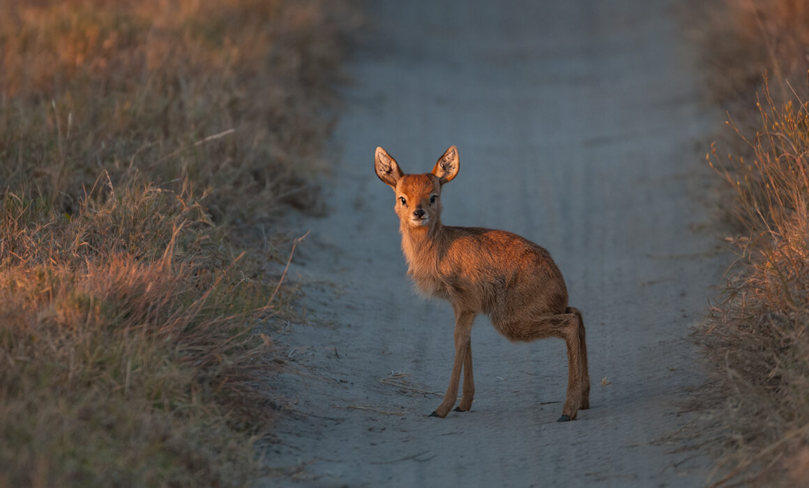 Steenbok Baby, Botswana