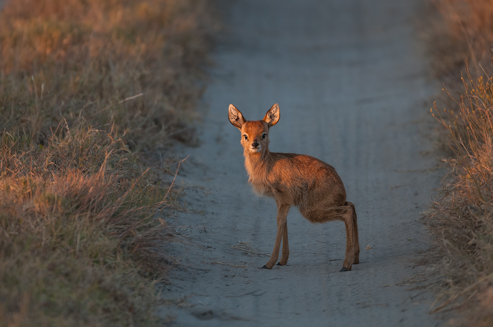 Steenbok Baby, Botswana