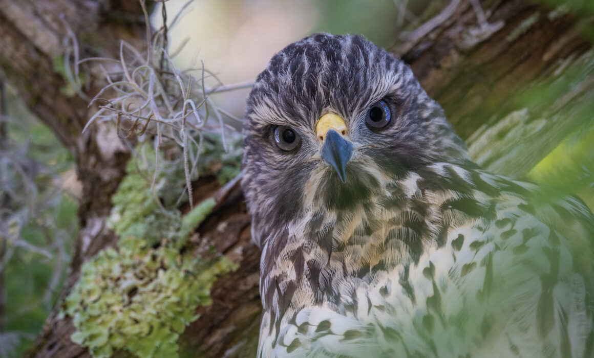 Cooper's Hawk, Southwest Florida