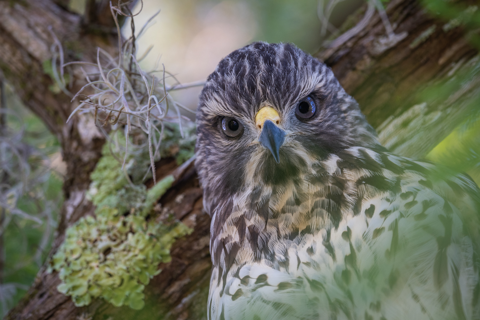 Cooper's Hawk, Southwest Florida