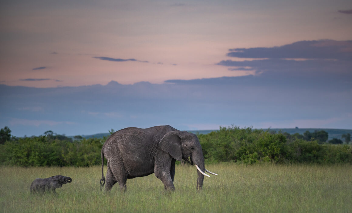 Elephant Mother and Calf, Masai Mara, Kenya