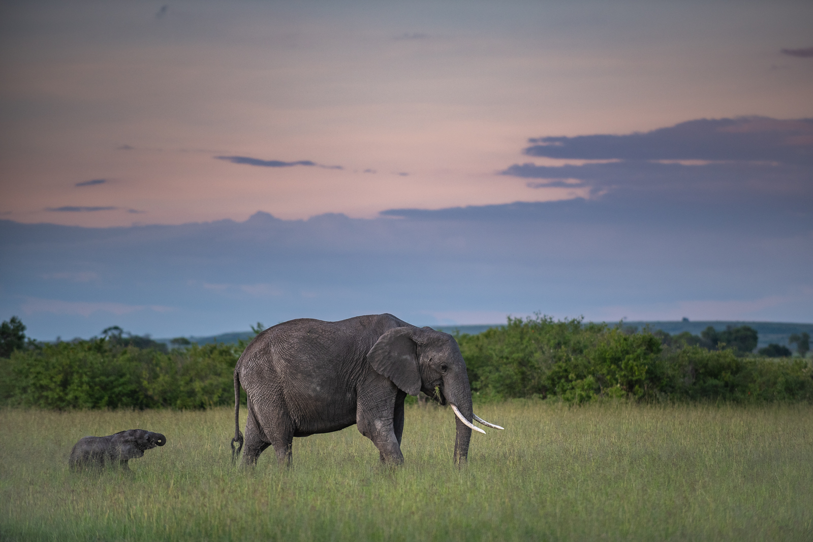 Elephant Mother and Calf, Masai Mara, Kenya