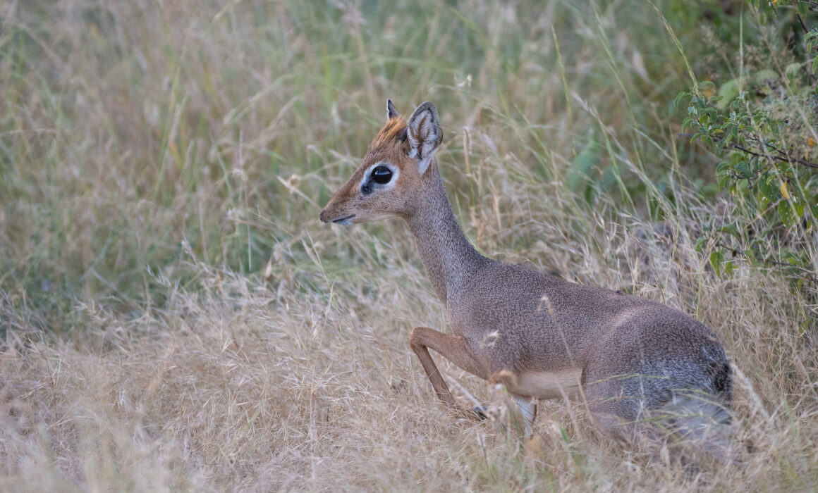 Gunther's Dik Dik, Samburu, Kenya