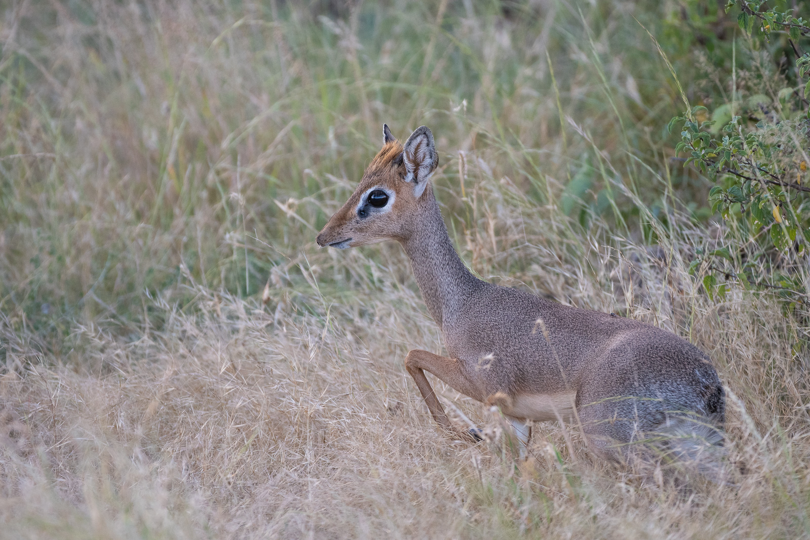 Gunther's Dik Dik, Samburu, Kenya