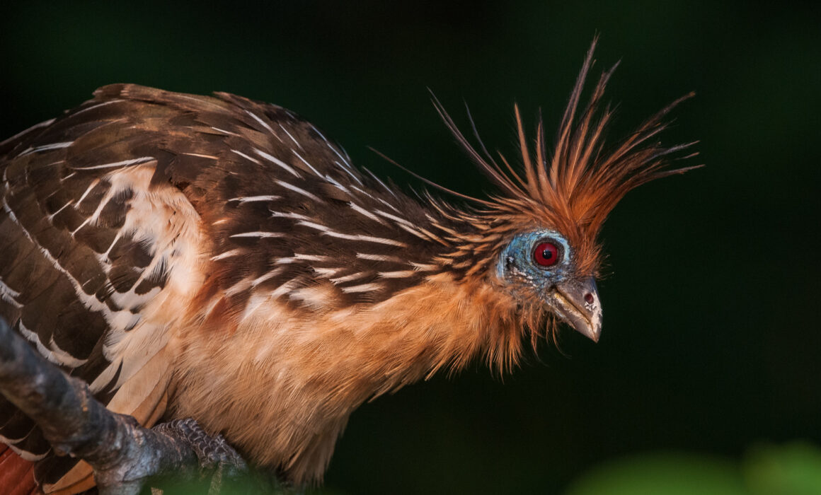 Hoatzin, Bolivian Amazon