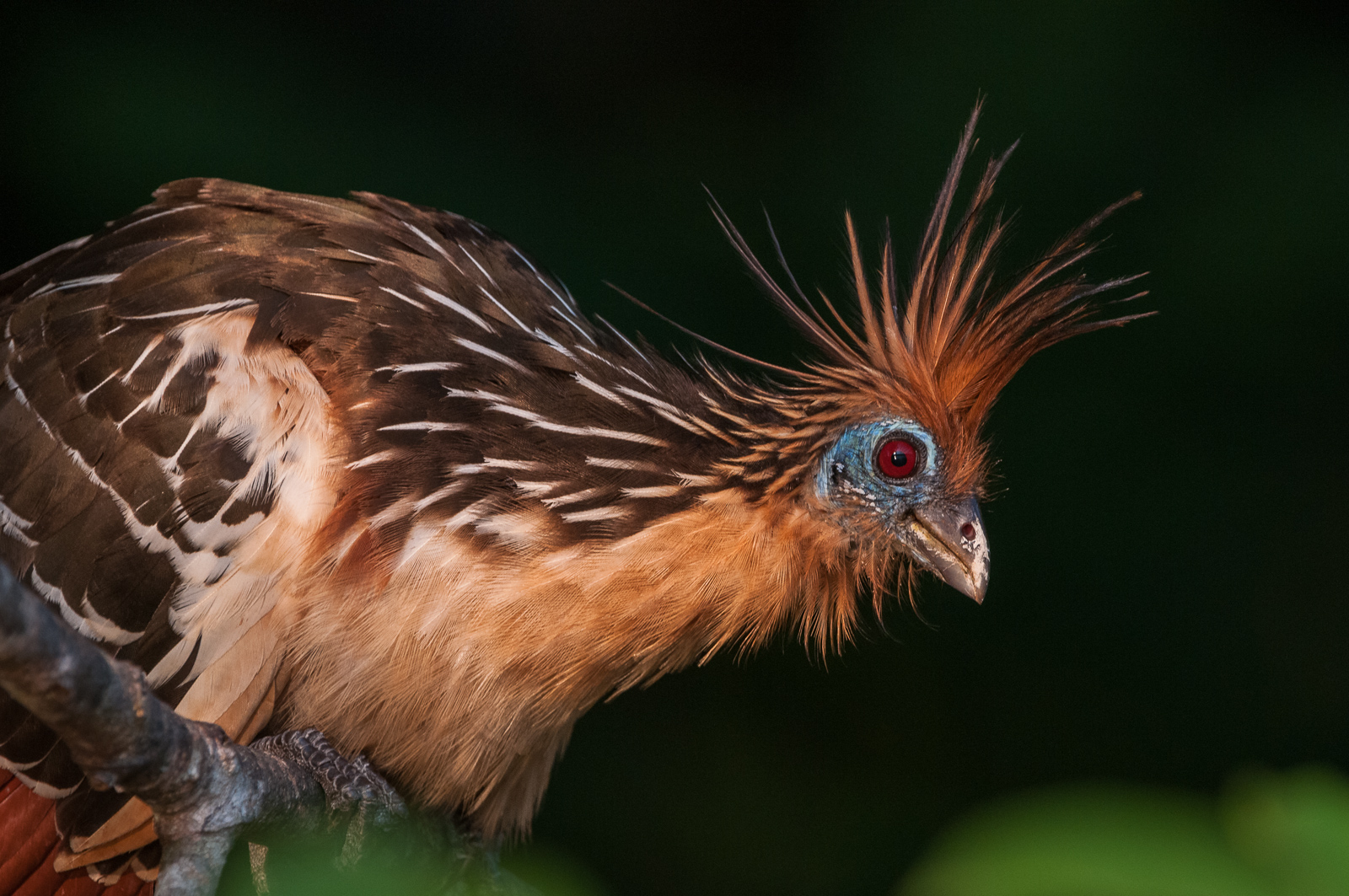 Hoatzin, Bolivian Amazon