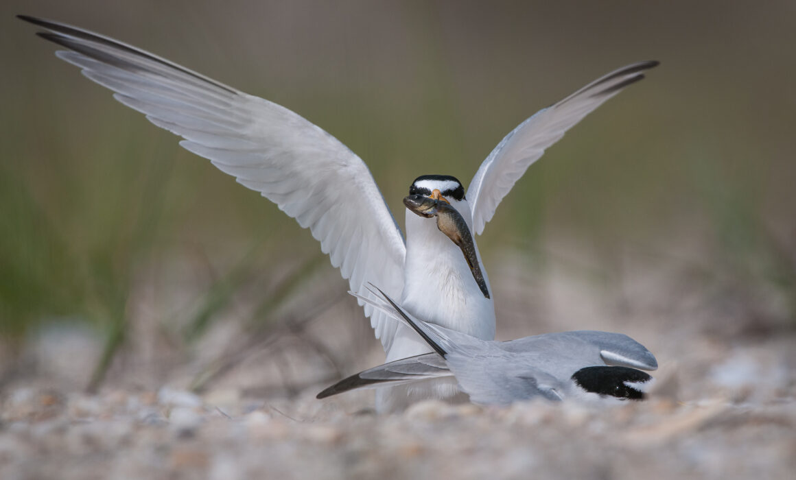 Least Terns, Cape May, New Jersey