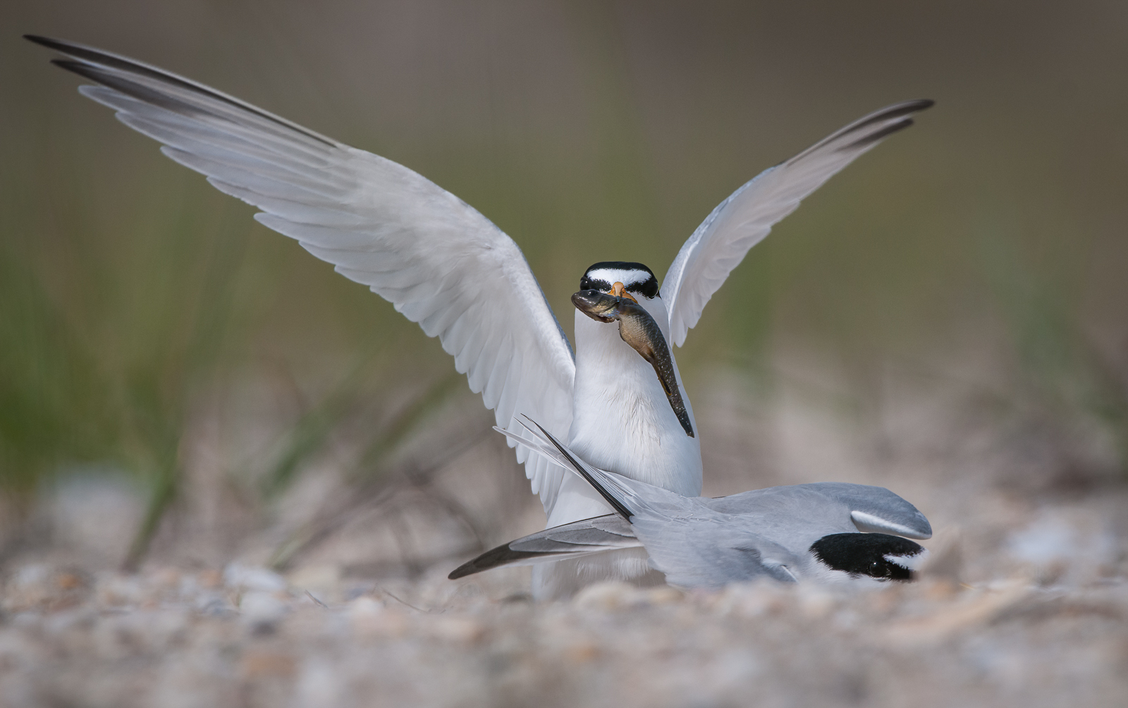Least Terns, Cape May, New Jersey