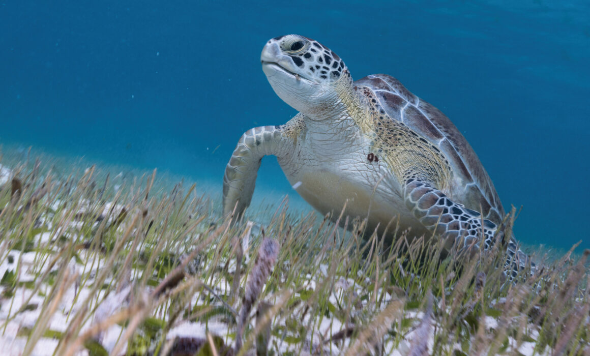Pacific Green Sea Turtle, Belize