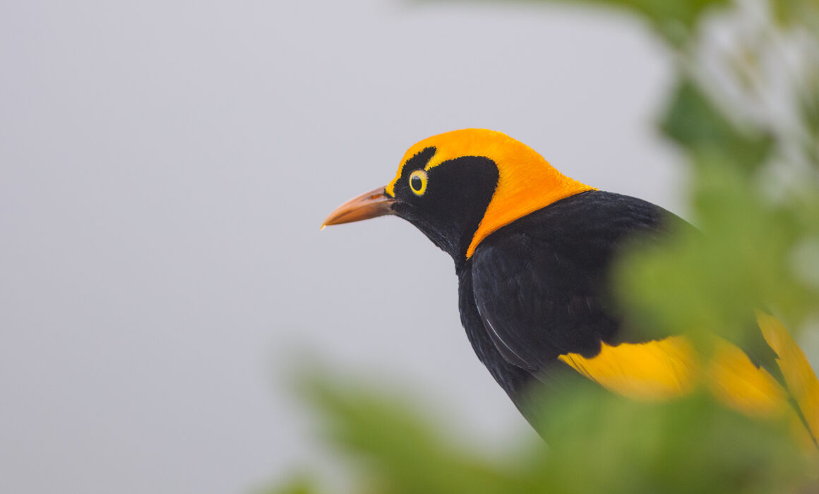 Male Regent Bowerbird, Lamington National Park, Australia