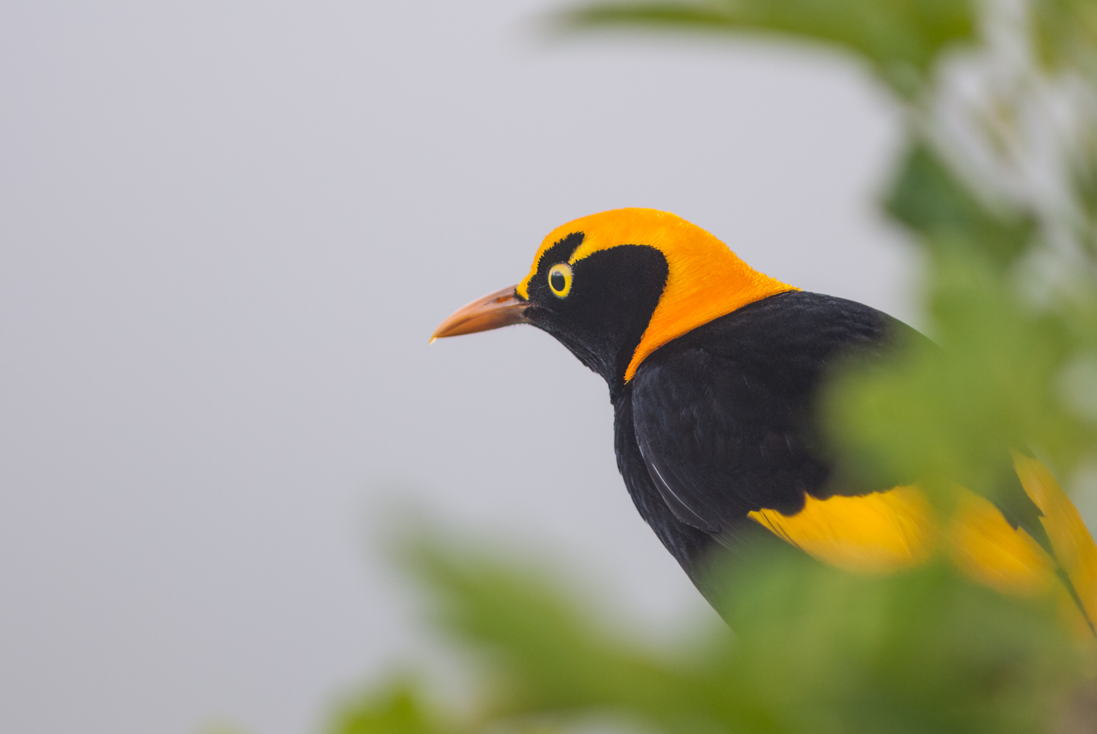Male Regent Bowerbird, Lamington National Park, Australia