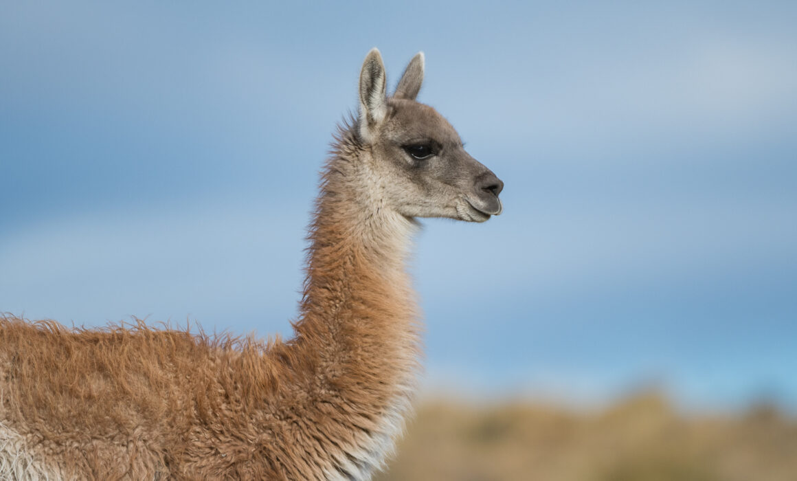 Young Guanaco, Torres Del Paine National Park, Chile