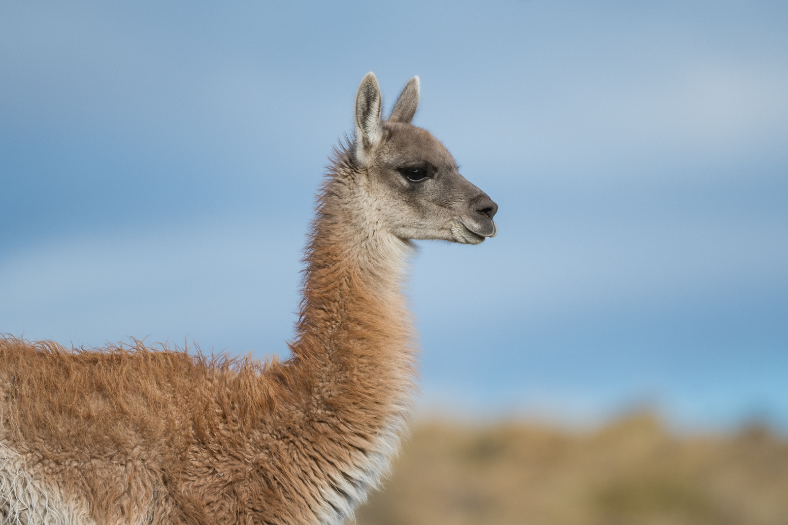 Young Guanaco, Torres Del Paine National Park, Chile