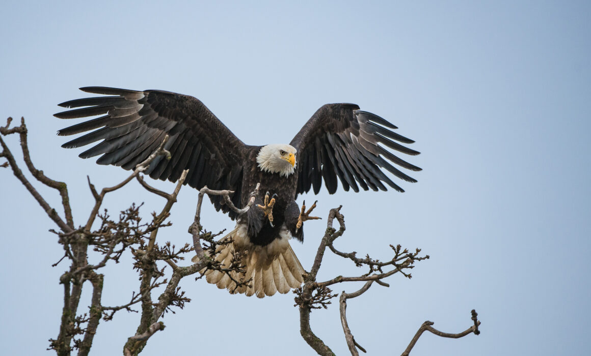 Bald Eagle, Boundary Bay, British Columbia