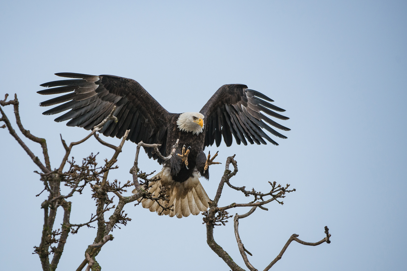 Bald Eagle, Boundary Bay, British Columbia
