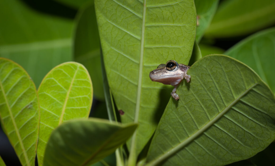 Giant Broad-Headed Frog, Brazil