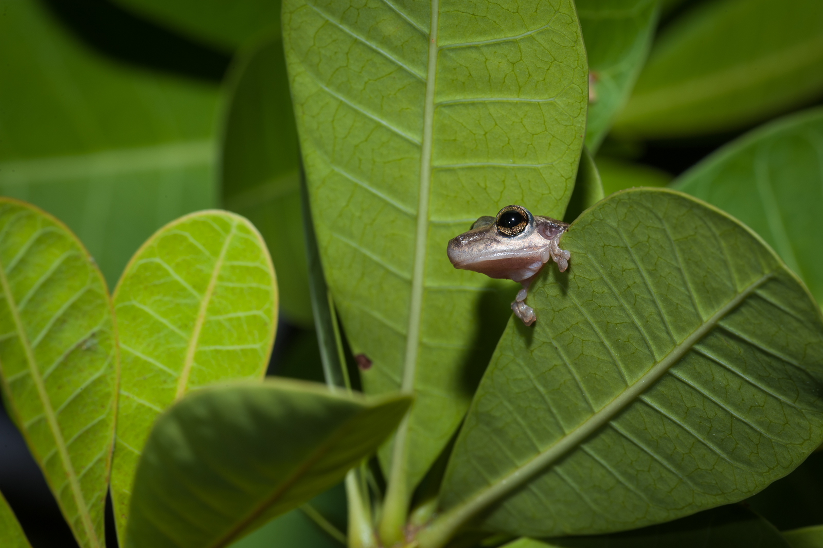 Giant Broad-Headed Frog, Brazil