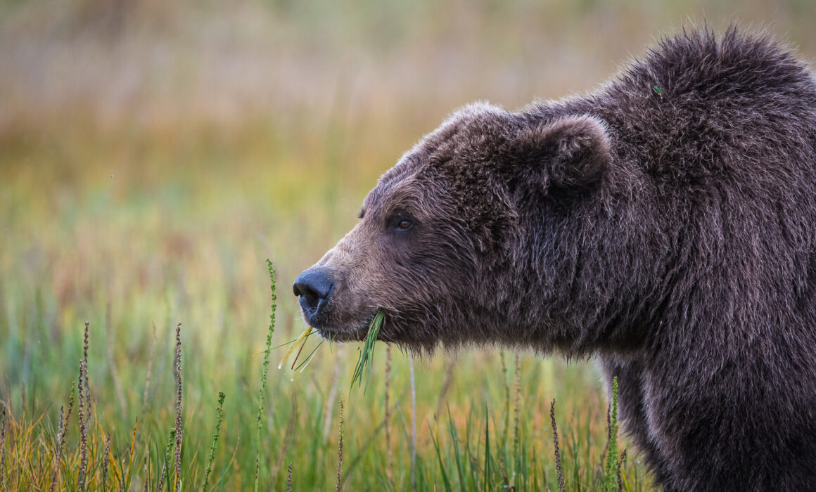 Coastal Brown Bear, Lake Clark, Alaska