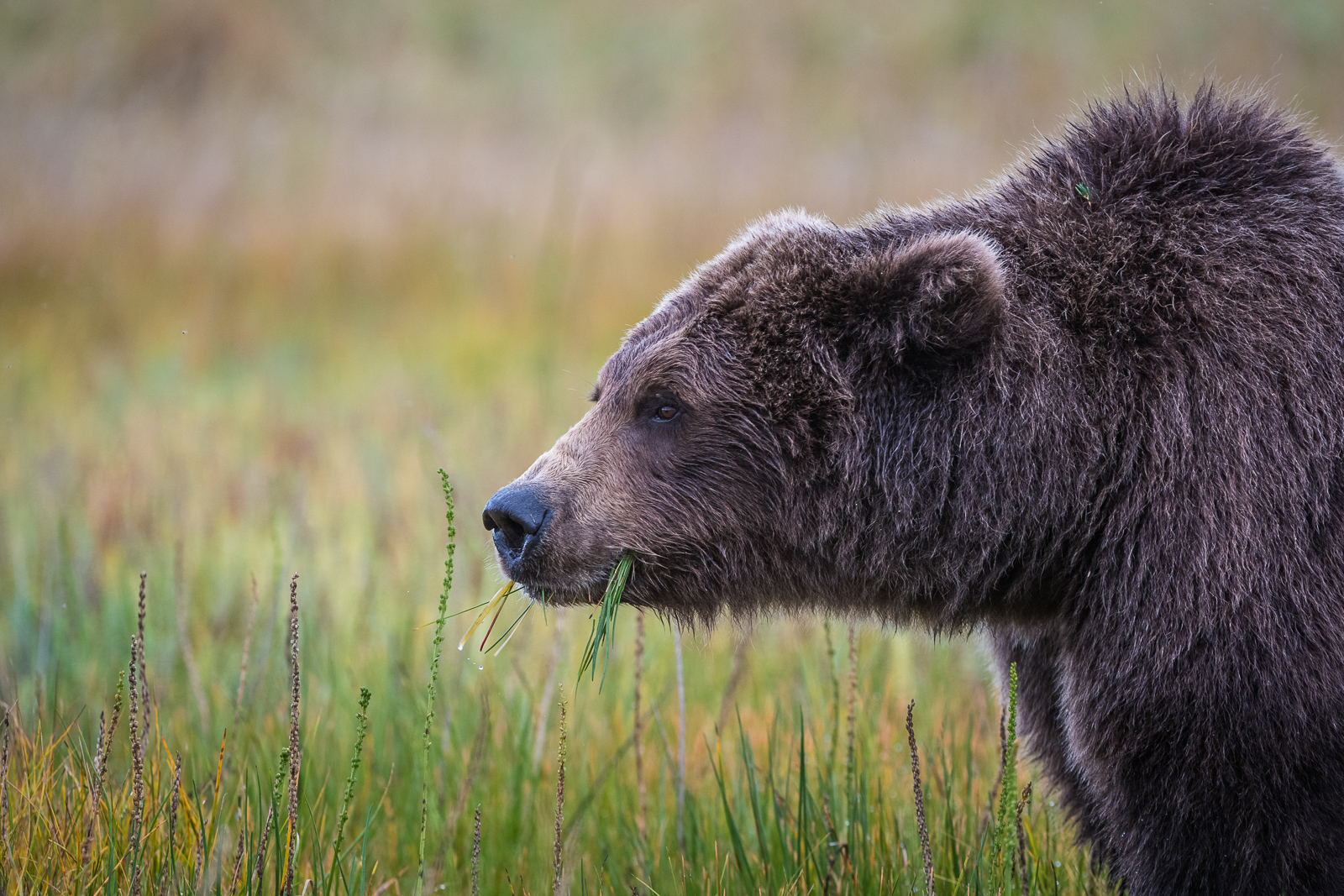 Coastal Brown Bear, Lake Clark, Alaska
