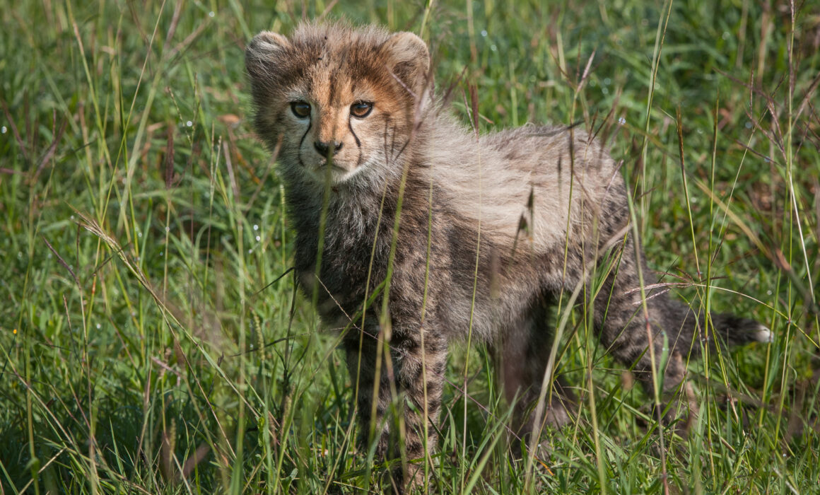 Cheetah Cub, Masai Mara, Kenya