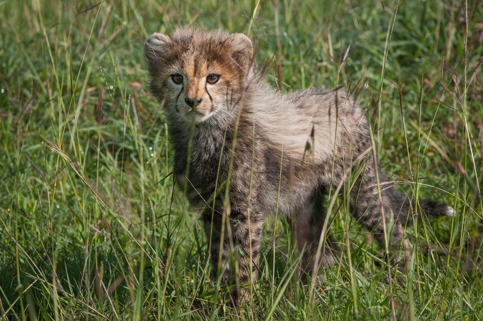 Cheetah Cub, Masai Mara, Kenya