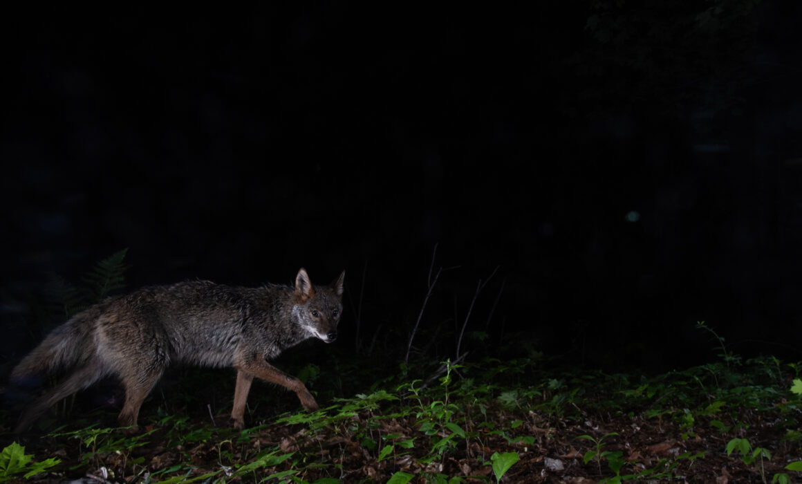 Coyote, Farmington, Connecticut
