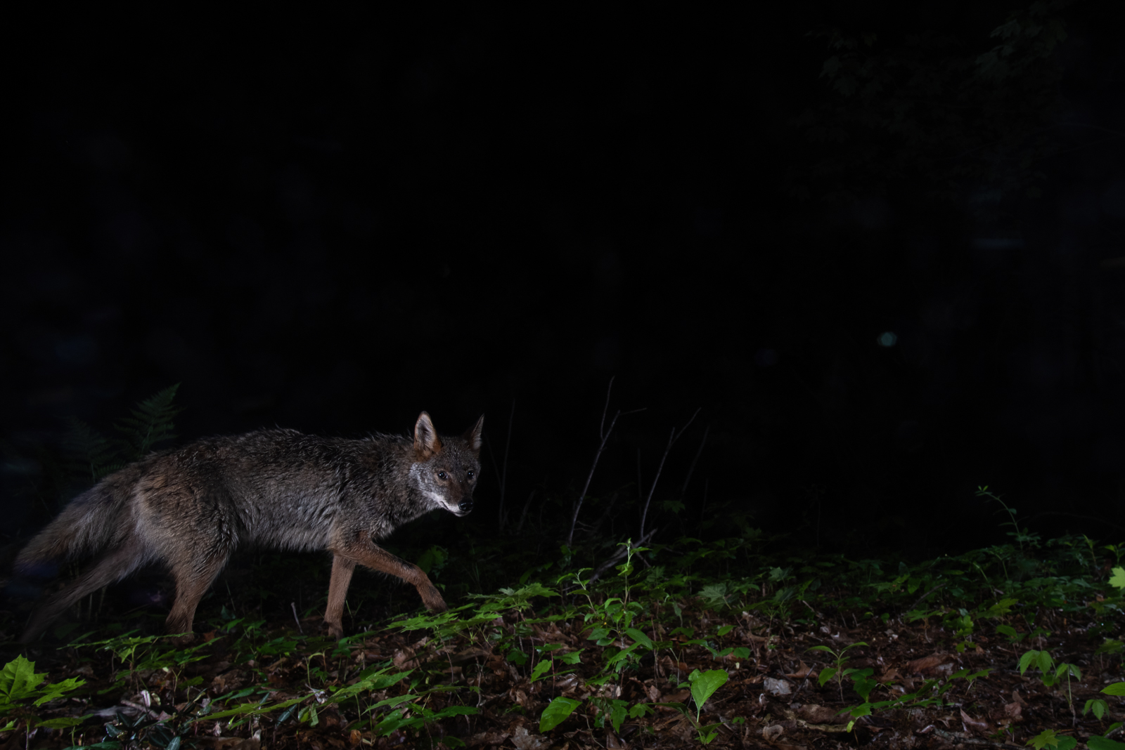 Coyote, Farmington, Connecticut