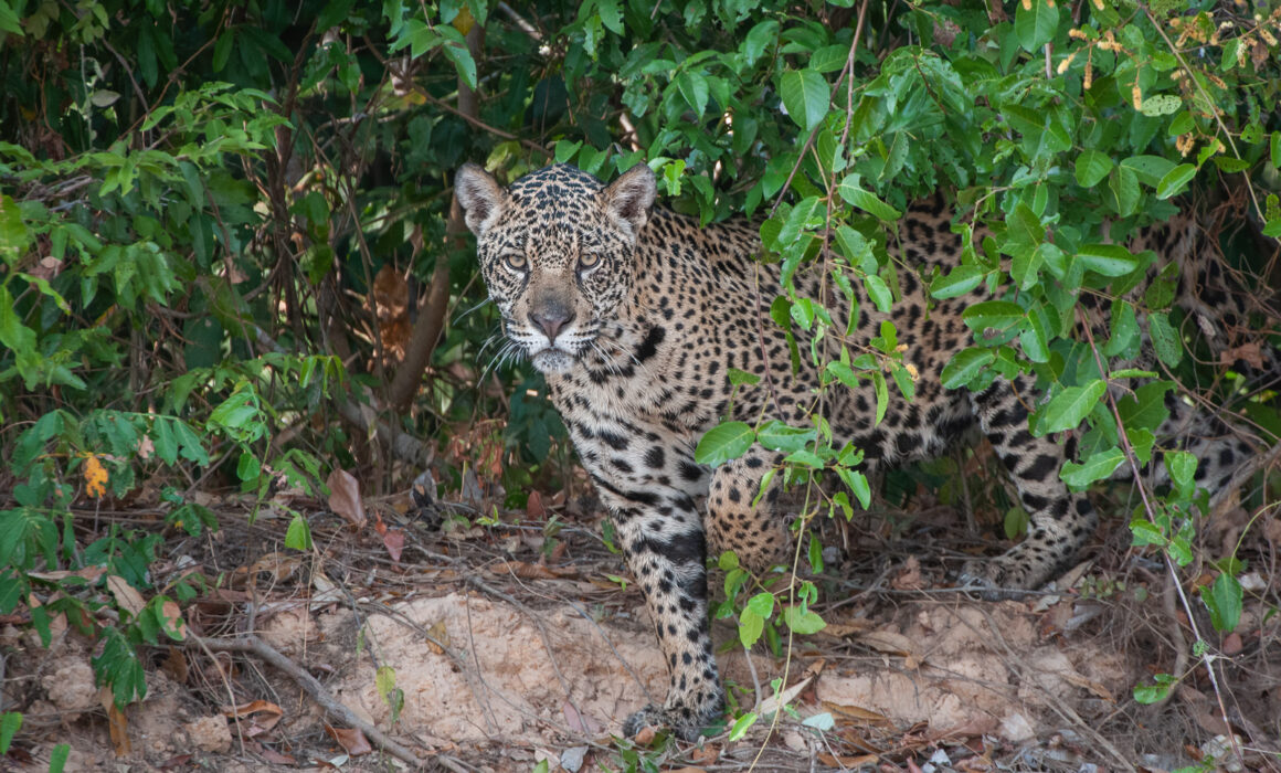 Jaguar, Pantanal, Brazil