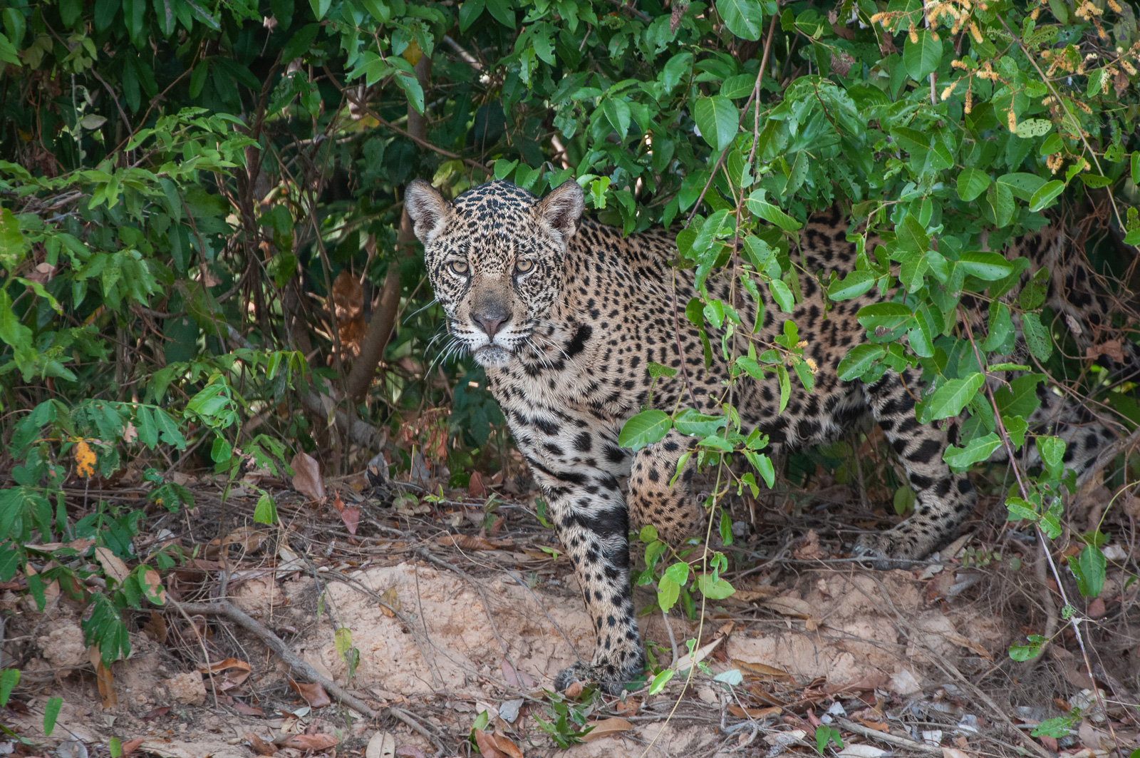 Jaguar, Pantanal, Brazil