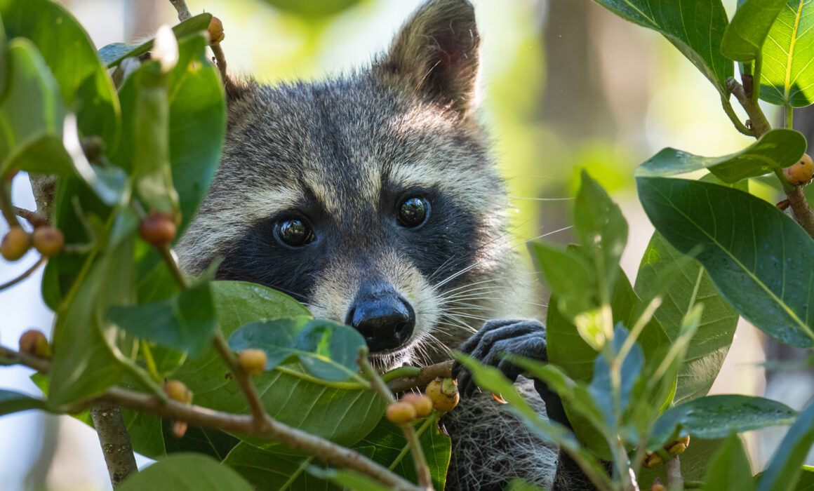 Raccoon and Berries, Southwestern Florida
