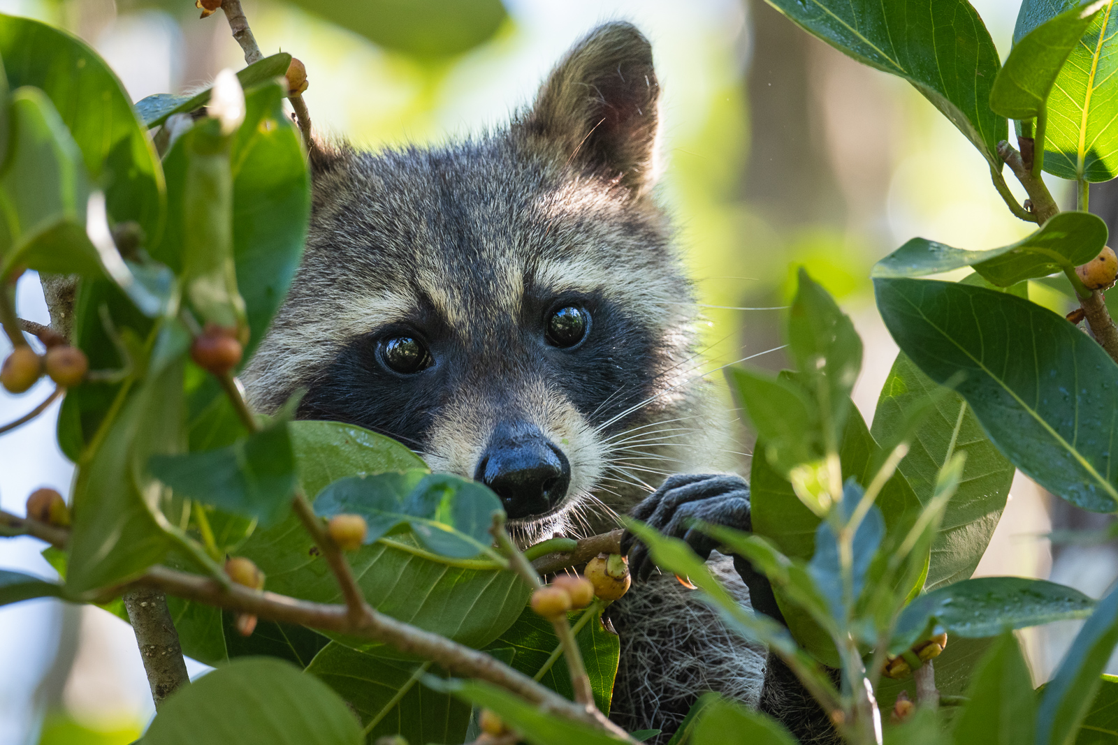 Raccoon and Berries, Southwestern Florida