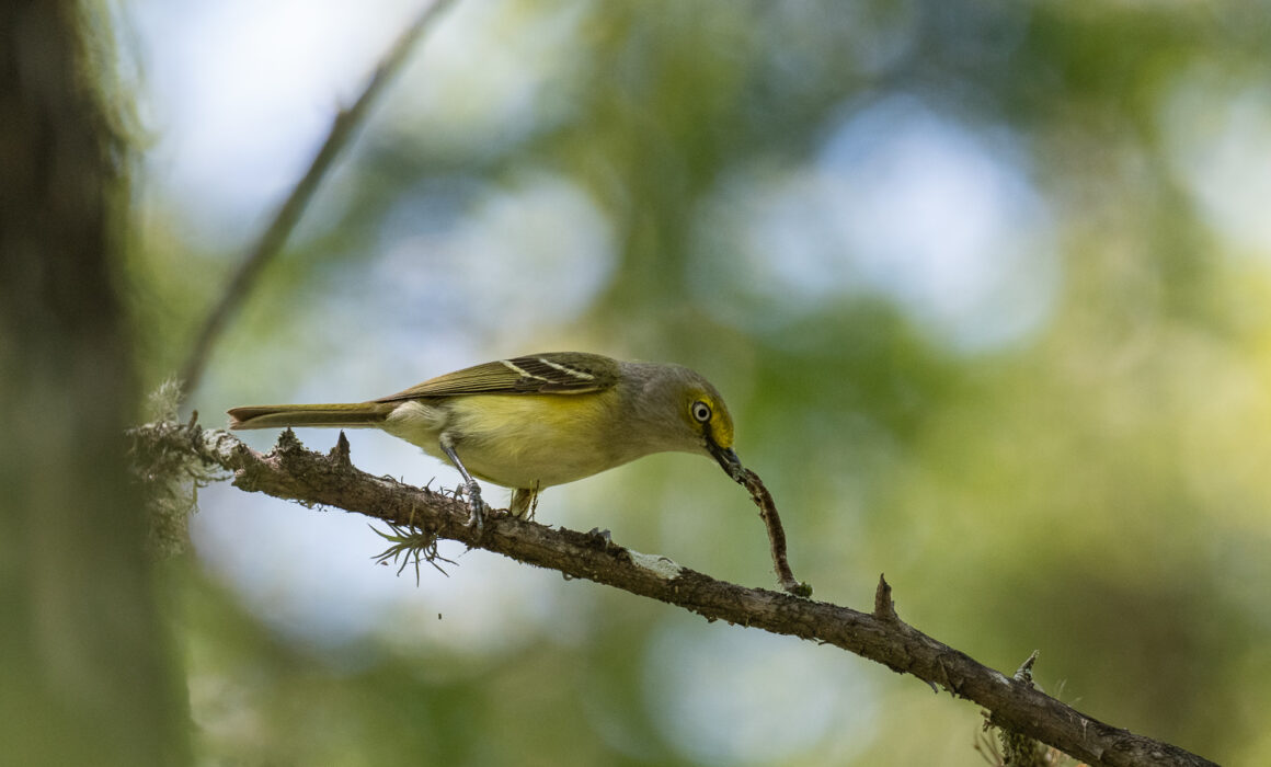 White-Eyed Vireo and Caterpillar, Southwest Florida